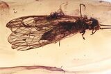 Huge Detailed Fossil Alderfly (Sialidae) In Baltic Amber - Rare! #315529-2